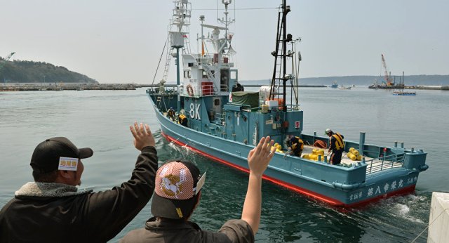 Japon balıkçılar 33 yıllık yasaktan sonra ilk balinaları avladı