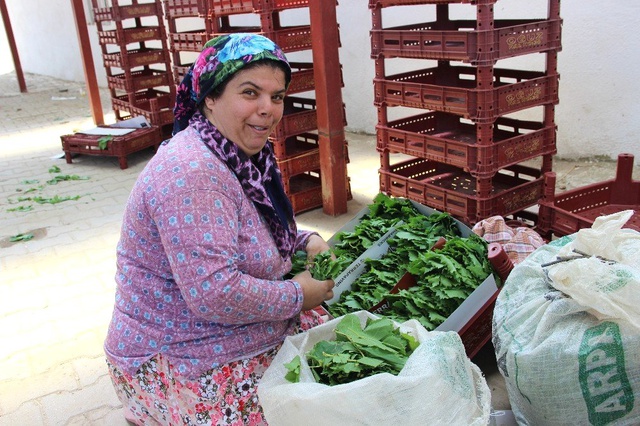 Manisalı kadınlar yılın 3 ayında yaprak toplayıp 20 bin lira kazanıyor