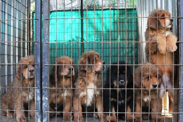 Servet değerindeki köpekleri yetiştirip yurt dışına satıyor