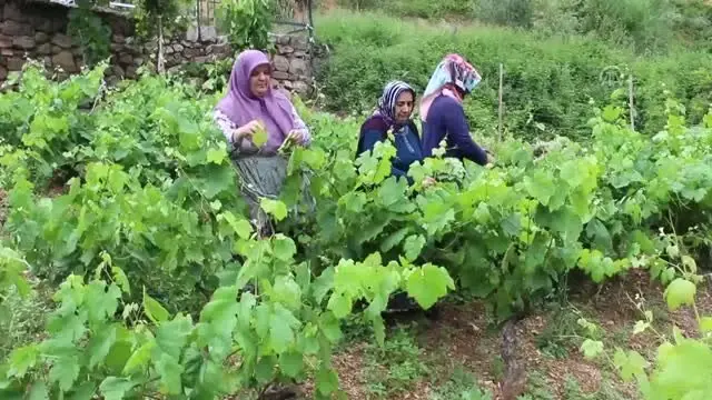 Kahta cinsi üzüm yaprağı, meyvesinin 6 katı fiyata satılıyor