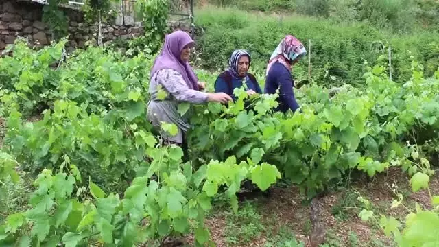 Kahta cinsi üzüm yaprağı, meyvesinin 6 katı fiyata satılıyor