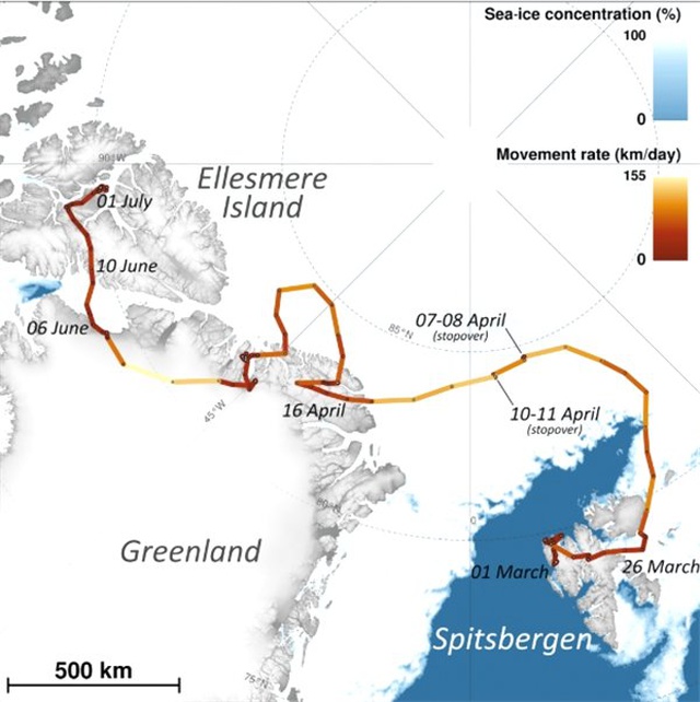 75 Günde Norveç'ten Kanada'ya 3500 Km Yürüyen Yavru Tilki, Rekor Kırdı