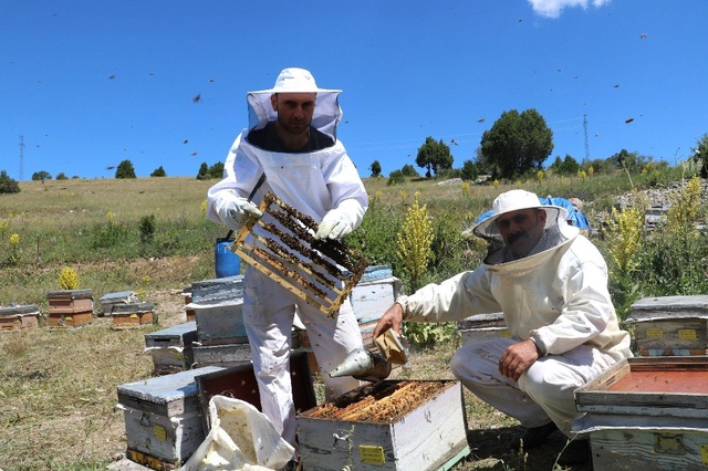 Kilosu 8 bin liraya satılan arı sütünde taleplere yetişemiyor
