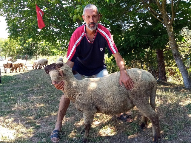 Alman Karakafa koyunlarının doğmamış kuzuları bile satılıyor