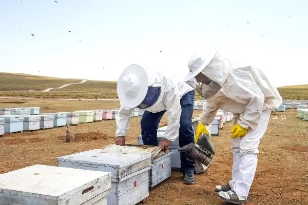 Volkanik Karacadağ'da bal hasadı başladı! Hedef 600 ton