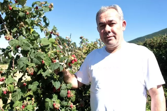 Dövizdeki dalgalanma nedeniyle ahududu fiyatları yüzde yüz zamlandı