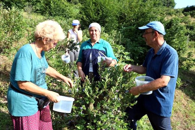 Mavi yemiş yetiştiren emekli doktor, siparişlere yetişemiyor