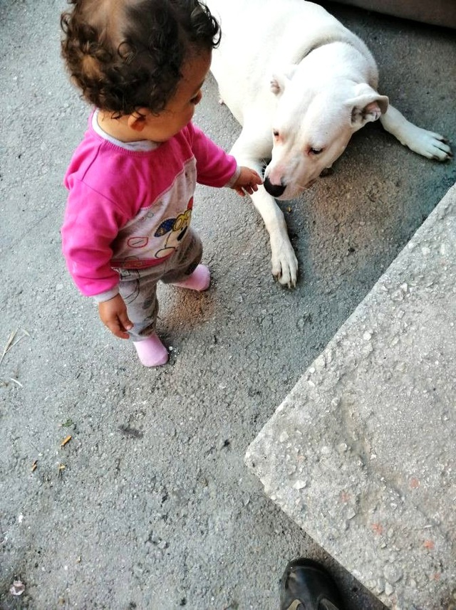 Cani adam, hamile köpeği havlıyor diye tüfekle vurarak öldürdü