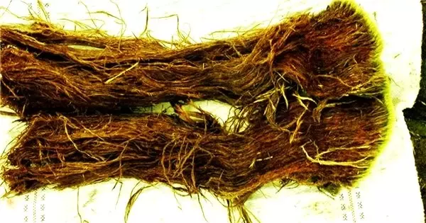 Antik Çağlardan Kalma Buzun İçinden Canlı Kurtçuk Çıktı