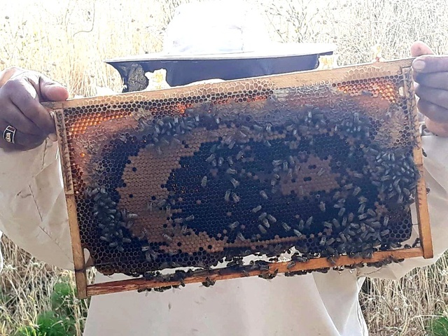 Arılar bal peteğine ay yıldızlı Türk bayrağı çizdi