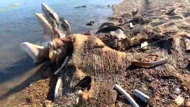 Gören telefona sarıldı! Saros'ta kıyıya, devasa kemikler vurdu