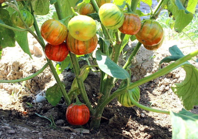 İçini açan şaşkına dönüyor! Dışı domates, içi patlıcan