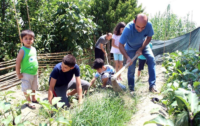İçini açan şaşkına dönüyor! Dışı domates, içi patlıcan