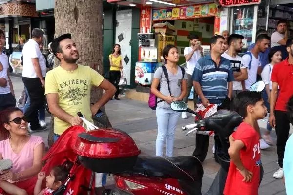 Bal arıları, 3 metrelik palmiye ağacına oğul verdi