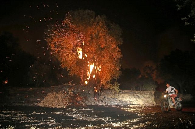 Muğla'daki orman yangınının görüntüleri