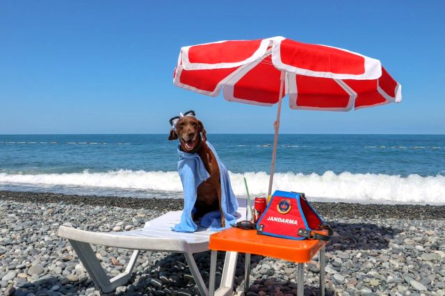 Narkotik köpeği Vuslat, emekliliğini deniz kıyısında kutladı