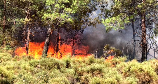Fethiye'de ormanlık alanda yangın çıktı