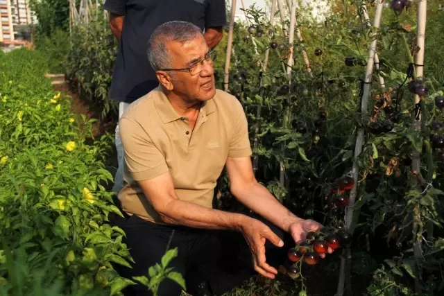 Emekli astsubayın Mersin'de yetiştirdiği siyah domatesleri görenler şaşırıp kalıyor