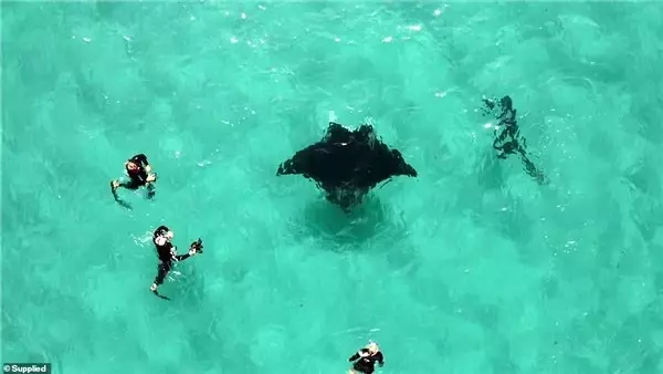 Yaralanmış Manta Vatozunun Dalgıçlardan Yardım İstediği Büyüleyici An (Video)