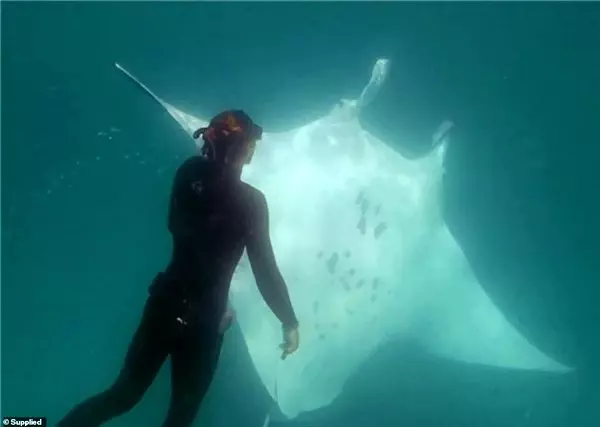 Yaralanmış Manta Vatozunun Dalgıçlardan Yardım İstediği Büyüleyici An (Video)