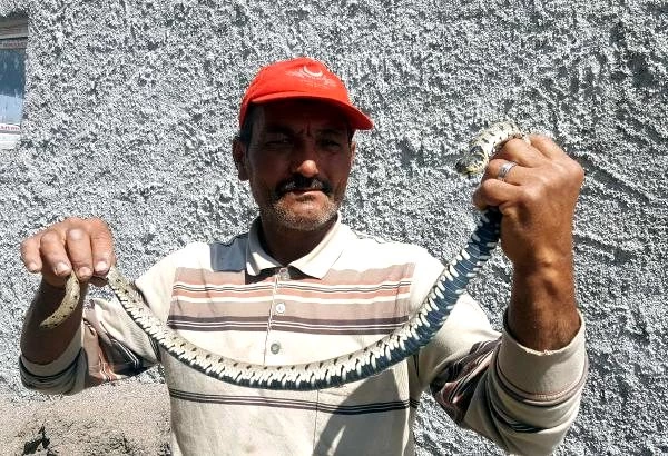 Televizyonda gören yardım istiyor! Eve giren zehirli yılanı 200 lira karşılığında elleriyle yakaladı