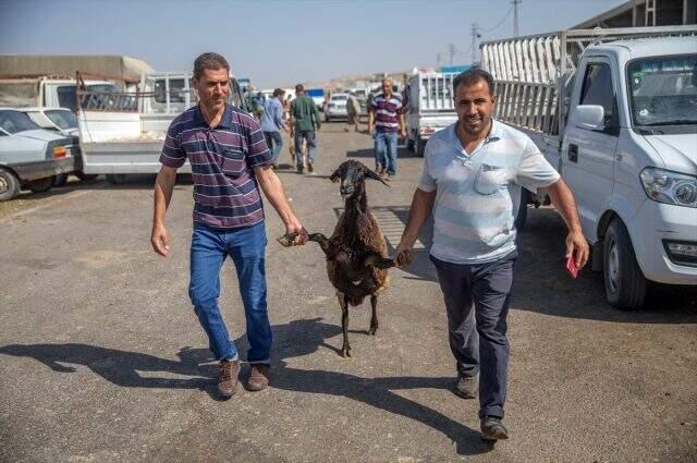 Meralarda yetişen kurbanlıklara yoğun ilgi! Yurt dışından bile alıcılar geliyor