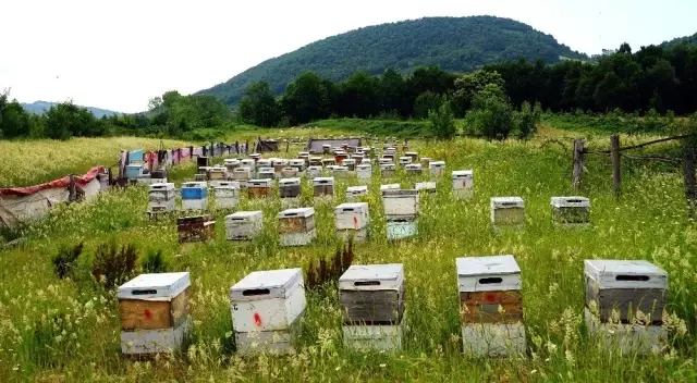 Bileziğini satıp bir kovan arı aldı, şimdi paraya para demiyor