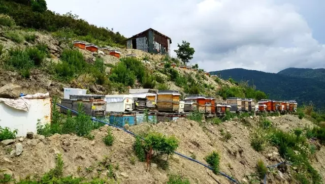 Bileziğini satıp bir kovan arı aldı, şimdi paraya para demiyor