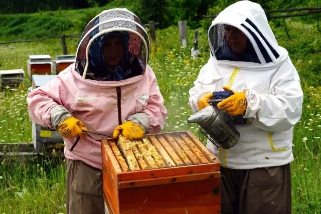 Bileziğini satıp bir kovan arı aldı, şimdi paraya para demiyor