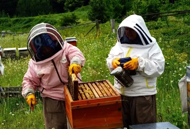 Bileziğini satıp bir kovan arı aldı, şimdi paraya para demiyor