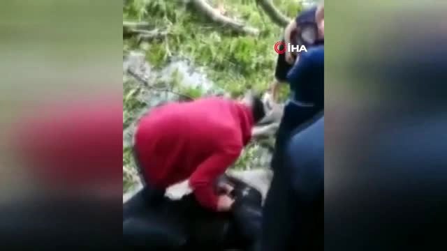 500 yaşındaki ağacın dallarının kırılması sonucu 19 kişi yaralandı!