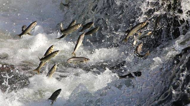 Koruma altındaki inci kefallerini avlayan 68 kişiye 172 bin TL para cezası verildi