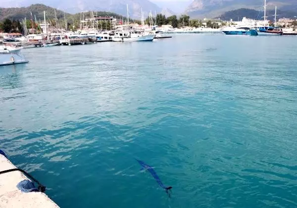 Mavi yelken balığı Kemer'de görüntülendi