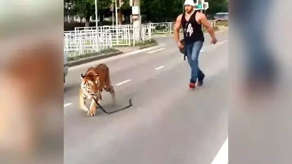 Eğitmeninden kaçan kaplan, seyir halindeki otomobilden yola atladı