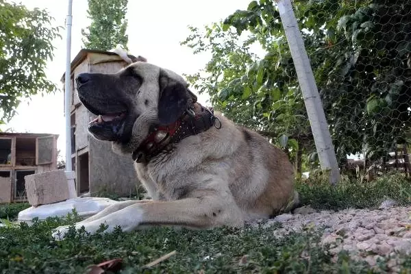 Anadolu çoban köpeklerinin yavruları doğmadan satılıyor