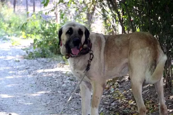 Anadolu çoban köpeklerinin yavruları doğmadan satılıyor