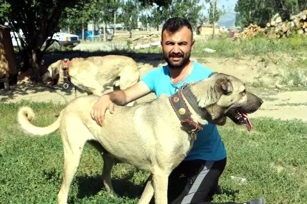 Anadolu çoban köpeklerinin yavruları doğmadan satılıyor