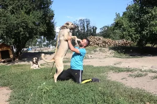 Anadolu çoban köpeklerinin yavruları doğmadan satılıyor