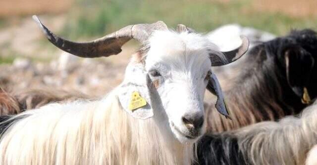 Kurban Bayramı ne zaman kutlanacak? 2019'da Kurban Bayramı tatili kaç gün, 9 gün mü olacak?