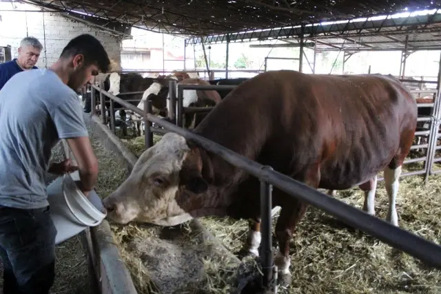 2 ton ağırlığındaki Sarı Fırtına, sıfır otomobil fiyatına alıcısını bekliyor