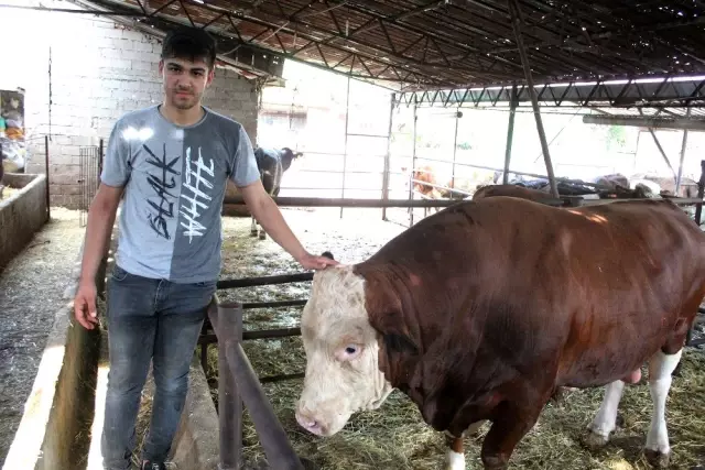 2 ton ağırlığındaki Sarı Fırtına, sıfır otomobil fiyatına alıcısını bekliyor