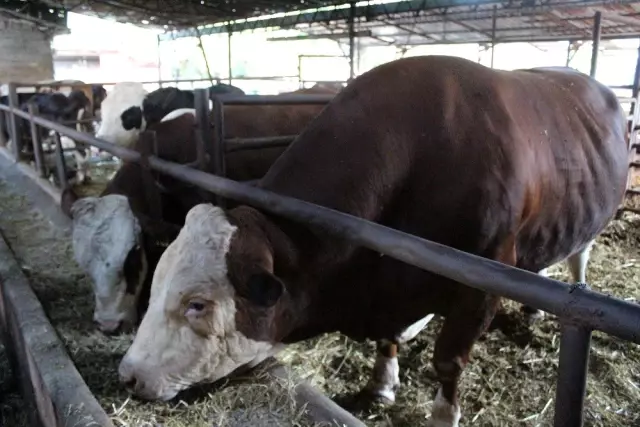 2 ton ağırlığındaki Sarı Fırtına, sıfır otomobil fiyatına alıcısını bekliyor