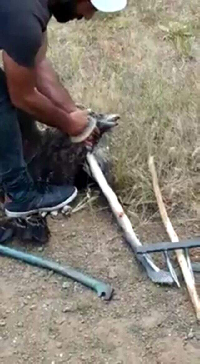 Yılanın boğmaya çalıştığı kartalı son anda kurtardılar Yılanın boğmaya çalıştığı kartalı son anda kurtardılar