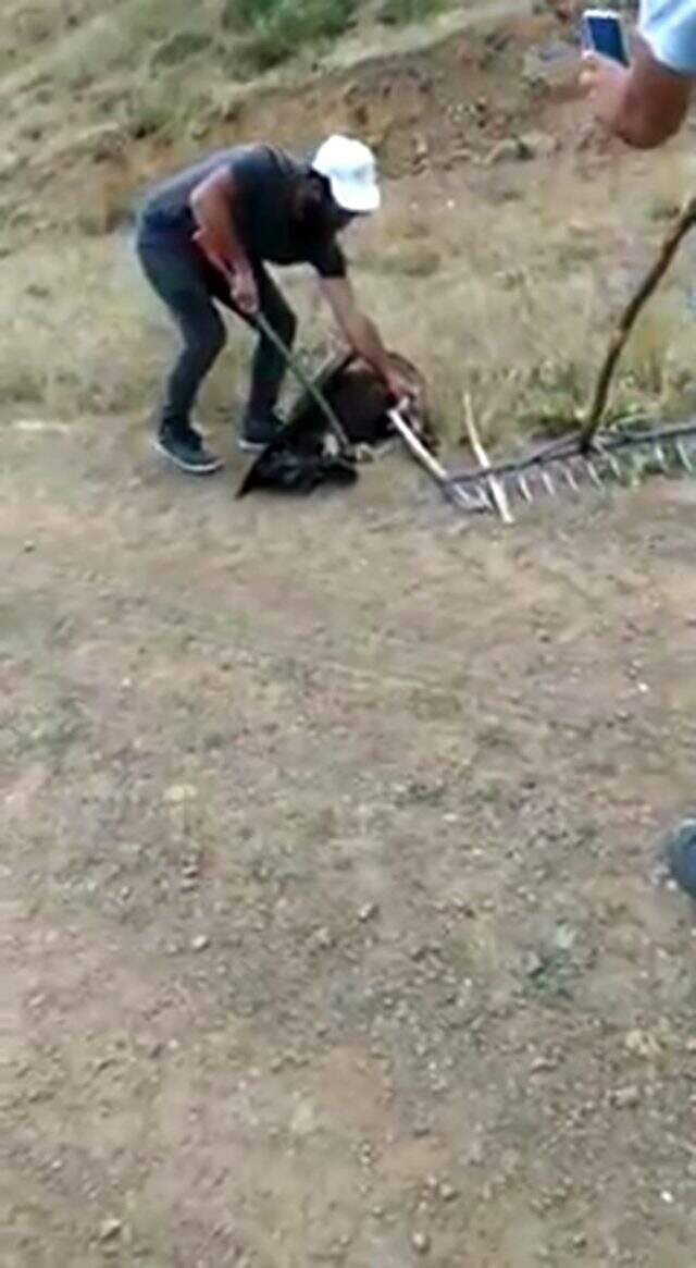Yılanın boğmaya çalıştığı kartalı son anda kurtardılar Yılanın boğmaya çalıştığı kartalı son anda kurtardılar