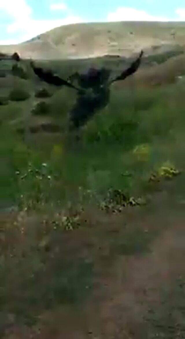 Yılanın boğmaya çalıştığı kartalı son anda kurtardılar Yılanın boğmaya çalıştığı kartalı son anda kurtardılar