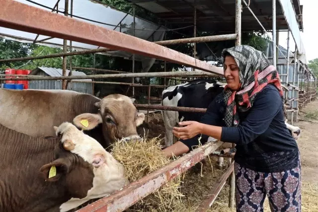 4 bilezikle girdiği hayvancılık işinde servetine servet kattı