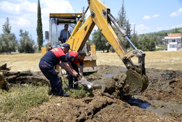 Gübre çukuruna düşen eşekler kepçeyle kurtarıldı