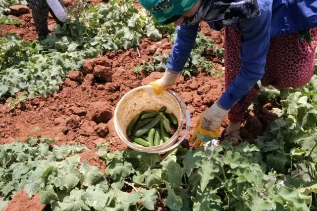 Salatalığın kilosu tarlada 50 kuruş