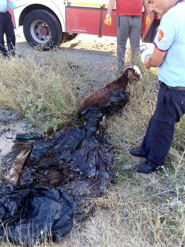 Asfalta yapışan keçinin imdadına itfaiye yetişti!