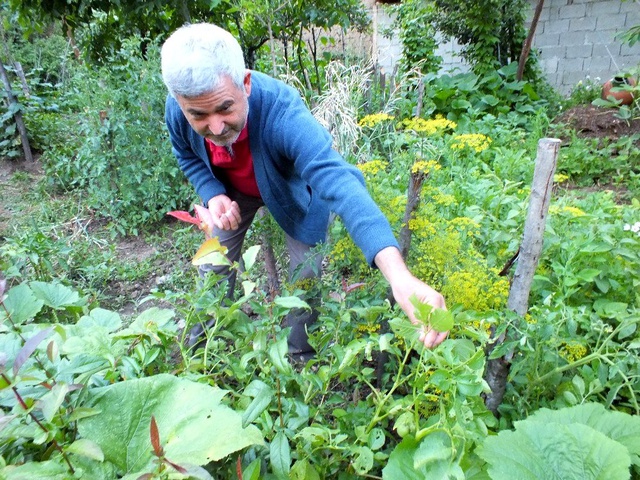 Herkes domates sanmıştı, zehirli patates olduğu anlaşıldı